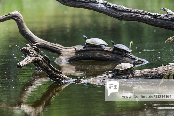 Gemalte Schildkröten (Chrysemys picta) beim Sonnenbad auf Baumstämmen in einem ruhigen See; Vian  Oklahoma  Vereinigte Staaten von Amerika'.