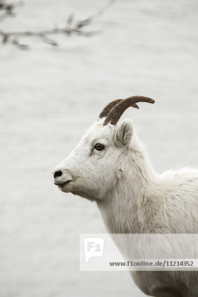Profilansicht eines weiblichen Dall-Schafs am Turnagain Arm und am Seward Highway  Süd-Zentral-Alaska