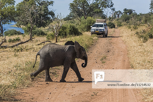 'Baby elephant (Loxodonta africana) crossing dirt track with jeep; Botswana'