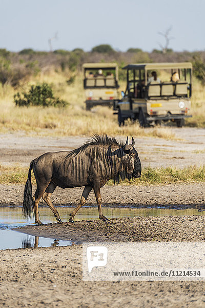 'Blue wildebeest (Connochaetes taurinus) leaving pool with jeeps in the background; Botswana'
