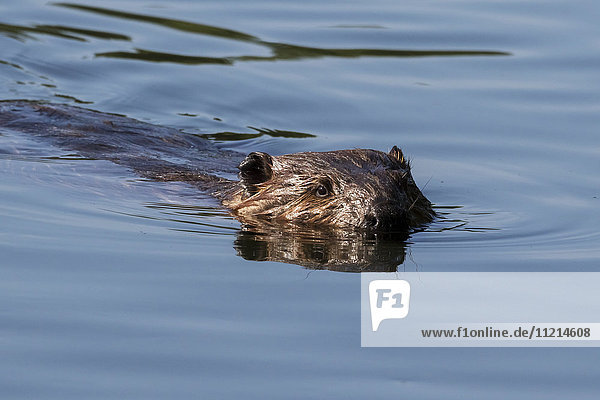 Close up of a beaver swimming at Taku Lake in Anchorage  Southcentral Alaska  spring
