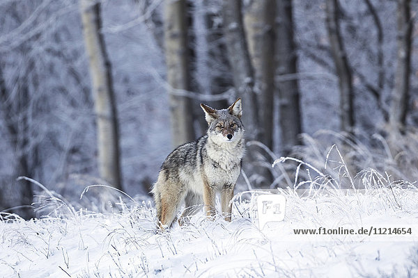 Coyote amongst frost covered grass near the Anchorage airport  Southcentral Alaska  winter  USA