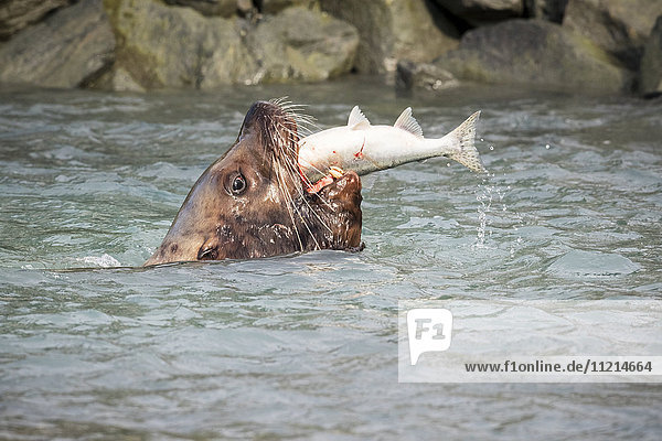 Stellar Sea Lion bull catches fish near fish hatchery  Valdez  Southcentral Alaska  summer  USA
