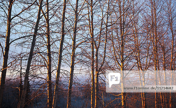 Sunlit trees at sunset  Arctic Valley  autumn  Southcentral Alaska  USA