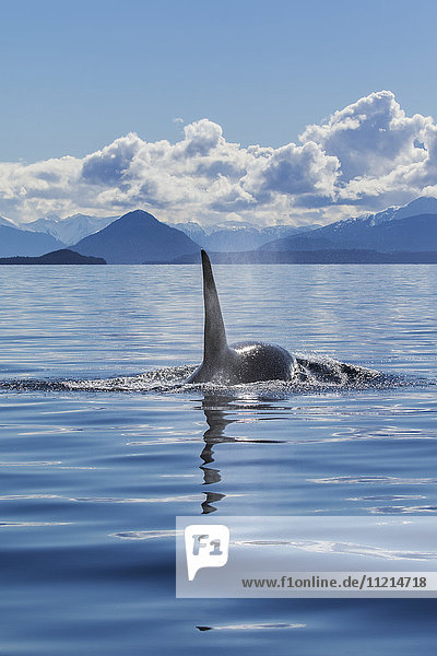 Ein Orca-Wal (Orcinus orca) taucht in der Nähe von Juneau im Lynn Canal  Inside Passage  Alaska  Vereinigte Staaten von Amerika  auf.