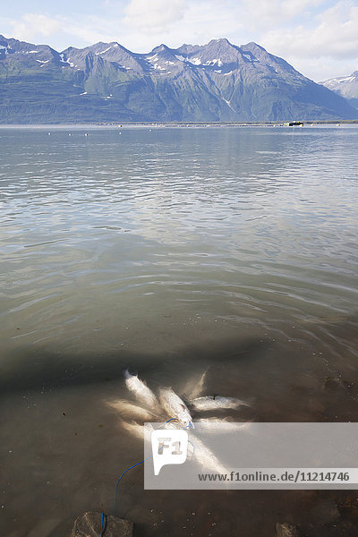 Ein Fischer hat einen Rosalachs (Oncorhynchus gorbuscha) in den flachen Gewässern des Ozeans gegenüber der Stadt Valdez aufgehängt; Alaska  Vereinigte Staaten von Amerika