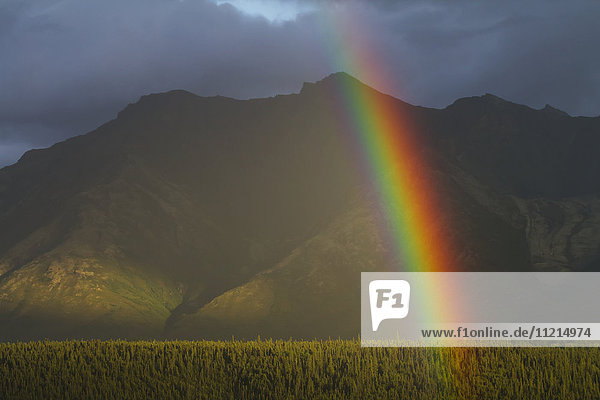 'A rainbow shines brightly  east of Palmer in summertime; Alaska  United States of America'