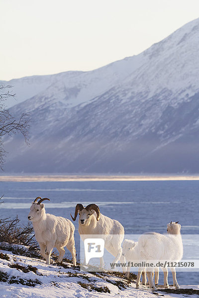 'Dall sheep (ovis dalli) ram  ewes  and lamb near Windy Point area of the Seward Highway near Mile 106  South-central Alaska in winter; Alaska  United States of America'