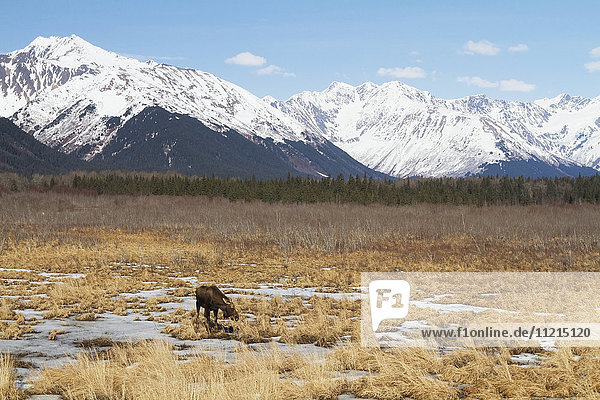 'Captive moose (alces alces) at Alaska Wildlife Conservation Center; Portage  Alaska  United States of America'