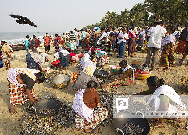 Frauen in einem Fischerdorf sortieren den Fang des Tages am Strand von Kerala
