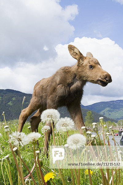 'Young moose (alces alces) in grass at the Alaska Wildlife Conservation Center in summertime; Portage  Alaska  United States of America'