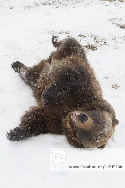 'Captive brown bear (ursus arctos) lying on back in snow at the Alaska Wildlife Conservation Center in winter; Portage  Alaska  United States of America'