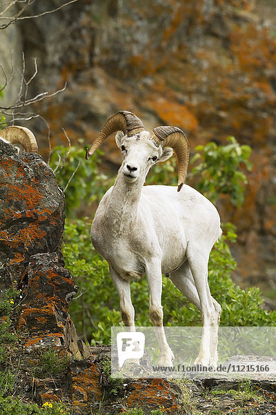 'Dall sheep (ovis dalli) ram in Chugach Mountains near the Seward Highway in the Windy Point area Mile 107 Seward Highway  South-central Alaska; Alaska  United States of America'