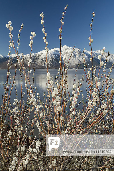 'Spring pussy willows alongside Turnagain Arm  South-central Alaska; Alaska  United States of America'