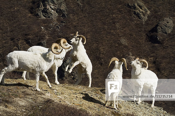 'Dall sheep (ovis dalli) rams sparring in South-central Alaska  Chugach Mountains near the Seward Highway; Alaska  United States of America'