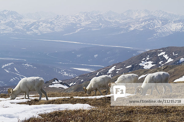 Bande von Dall-Schafen (ovis dalli) im Denali-Nationalpark  Inner-Alaska im Frühling; Alaska  Vereinigte Staaten von Amerika'.