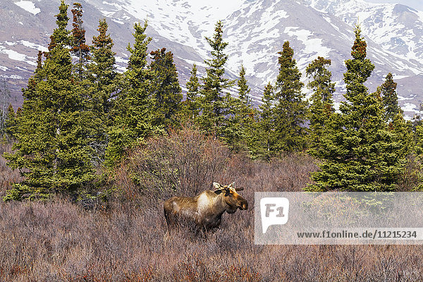 'Juvenile bull moose (alces alces) in South-central Alaska in springtime; Alaska  United States of America'