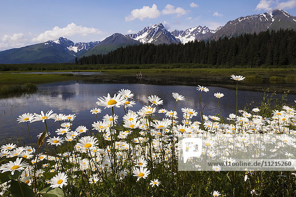 'Wild daisies colour the roadside near Mile 1 of Nash Road near Seward in south-central Alaska. This marsh is home to many nesting birds such as Trumpeter swans and ducks; Alaska  United States of America'