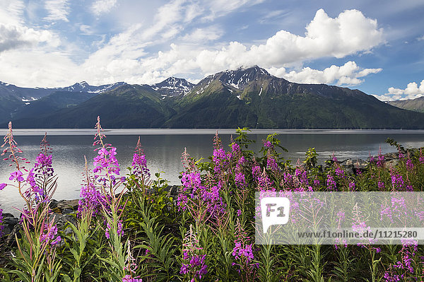 'A colourful patch of fireweed (Chamerion angustifolium) stands between the Seward Highway and the the waters of Turnagain Arm  Kenai Mountains in background  South-central Alaska; Alaska  United States of America'