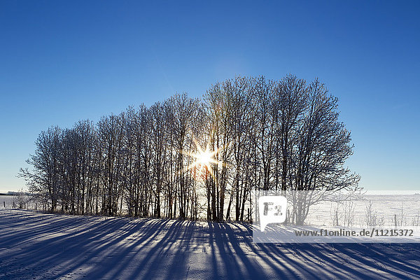 Silhouette einer Reihe von Bäumen in einem schneebedeckten Feld mit Sonnenaufgang und blauem Himmel; Alberta  Kanada'.