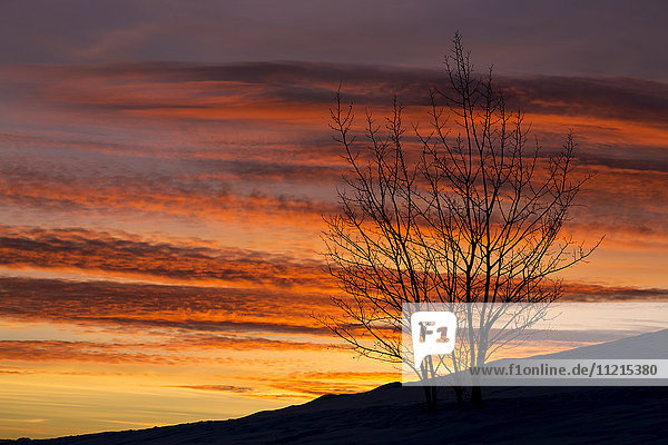 Silhouette eines Baumes auf einem schneebedeckten Hügel mit bunten dramatischen Wolken bei Sonnenuntergang; Calgary  Alberta  Kanada'.