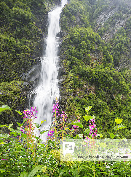 Detail eines Wasserfalls  der durch dunkelgrüne Vegetation an den Horsetail Falls im Keystone Canyon stürzt  im Vordergrund wächst Feuerkraut (Chamerion angustifolium)  Süd-Zentral-Alaska; Valdez  Alaska  Vereinigte Staaten von Amerika'.
