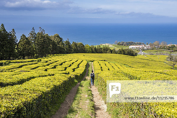 Die Teeplantage Gorreana auf den Azoren ist der einzige Ort in Europa  an dem Tee angebaut wird; Sao Miguel  Azoren  Portugal .