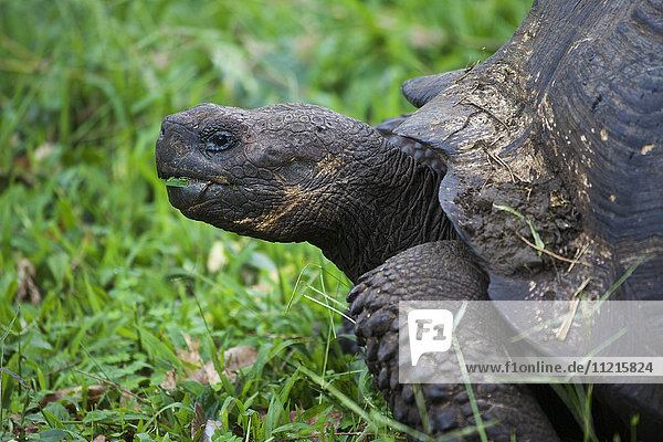Close up view of a giant tortoise