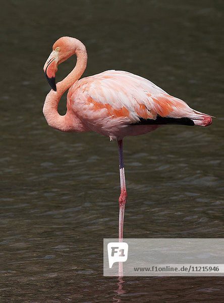 Nahaufnahme eines auf einem Bein stehenden rosa Flamingos in einem See