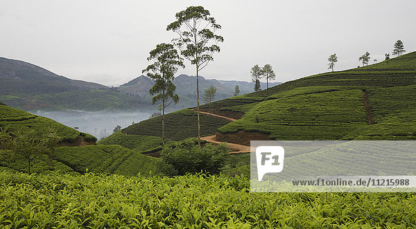 Teeplantage und Hügellandschaft mit Blick auf einen See  Zentral-Sri Lanka