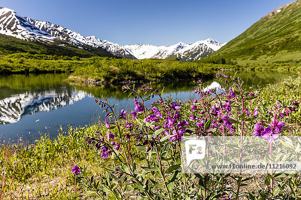 Zwerg-Feuerkraut (Epilobium latifolium) wächst an einem Teich mit den Kenai-Bergen im Hintergrund am Turnagain Pass  Süd-Zentral-Alaska; Alaska  Vereinigte Staaten von Amerika'.
