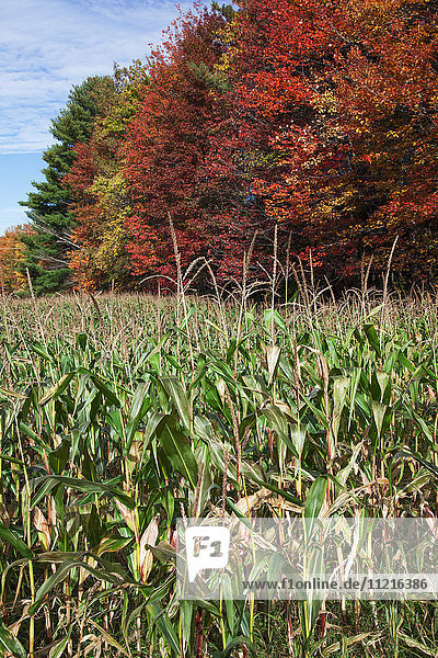 Mais auf einem Feld und herbstlich gefärbte Blätter; Stowe  Vermont  Vereinigte Staaten von Amerika'.