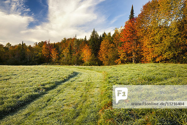 'Autumn coloured trees and a grass field with a well-trodden trail through it; Waterbury  Vermont  United States of America'