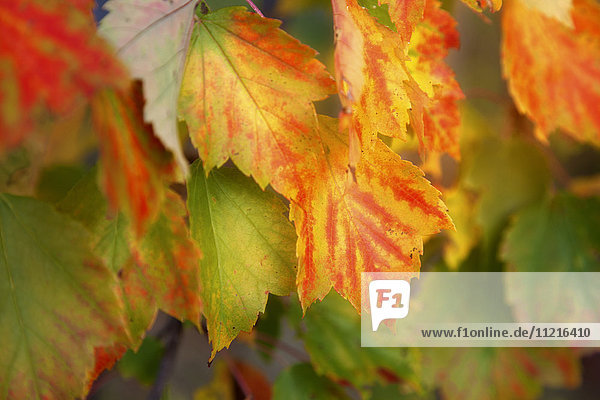 Nahaufnahme von bunten Blättern  die sich im Herbst verändern; Stowe  Vermont  Vereinigte Staaten von Amerika'.