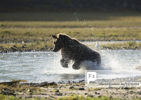 'Brown bear (ursus arctos) splashing in the water while fishing  Geographical Bay; Alaska  United States of America'