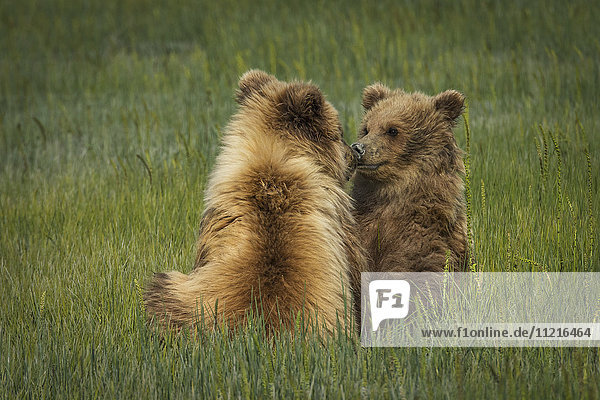 Alaskanischer Küstenbär (ursus arctos): Junge Bären sitzen zusammen in einem Grasfeld  Lake Clark National Park; Alaska  Vereinigte Staaten von Amerika'.