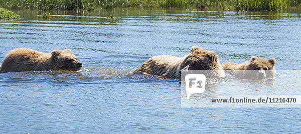 'Alaskan coastal bears (ursus arctos) swimming in a lake  Lake Clark National Park; Alaska  United States of America'