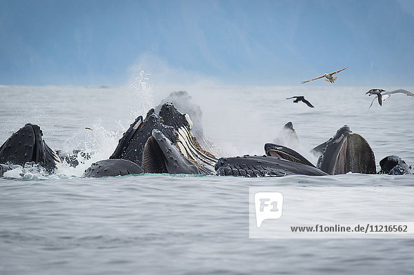 'Buckelwale (Megaptera novaeangliae) bei der Blasenfütterung im Hafen von Seward; Seward  Alaska  Vereinigte Staaten von Amerika'.