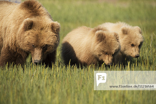Alaska-Küstenbär (ursus arctos): Sau und Jungtiere grasen auf einer Wiese  Lake Clark National Park; Alaska  Vereinigte Staaten von Amerika'.