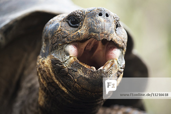 'Close up of a Tortoise with it's mouth open; Galapagos Islands  Ecuador'