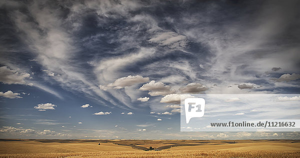 Weizenfeld unter blauem Himmel mit Wolken; Palouse,  Washington,  Vereinigte Staaten von Amerika'.
