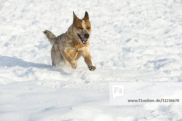 'Red heeler dog running in the snow; Montana  United States of America'