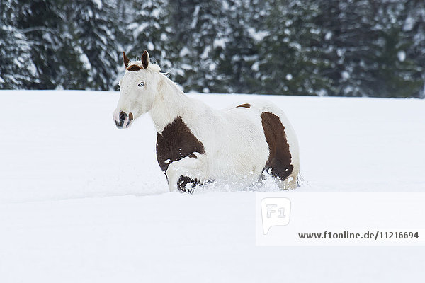 'A white and brown horse walking in the deep snow on a ranch in winter; Montana  United States of America'