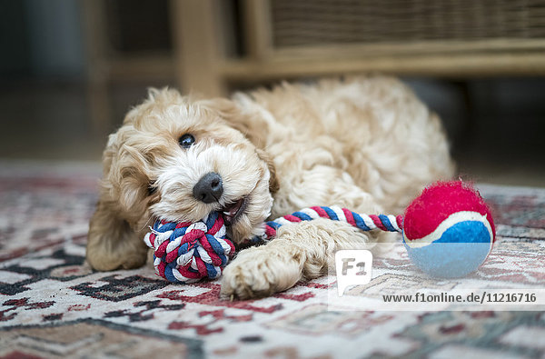 A cockapoo playing with a toy on the floor; South Shields  Tyne and Wear  England