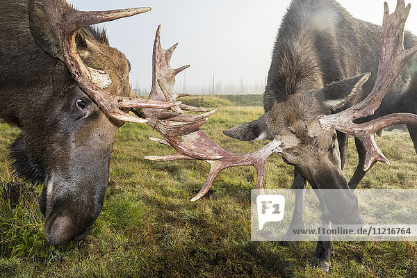 'Close up of two moose (alces alces) locking antlers at the Alaska Wildlife Conservation Center  South-central Alaska; Portage  Alaska  United States of America'