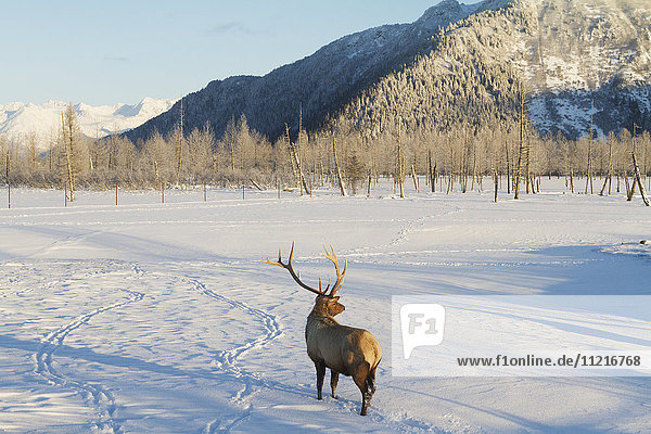 'Captive bull Rocky Mountain Elk (Cervus canadensis nelsoni)  Alaska Wildlife Conservation Center in winter  South-central Alaska; Portage  Alaska  United States of America'