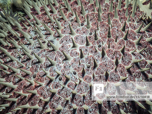 'A close up view of a Crown of Thorns Seastar (Acanthaster planci) showing pedicellaria  which was photographed under water while scuba diving at Kona; Kona  Island of Hawaii  Hawaii  United States of America'
