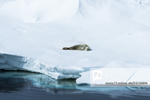 Eine Robbe liegt auf dem Eis am Rande des Wassers; Antarktis .