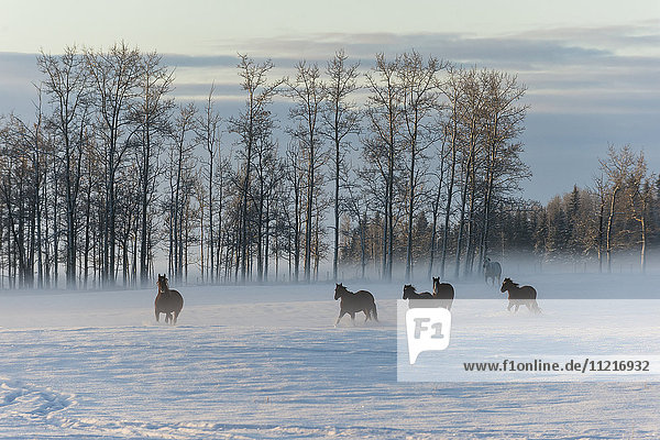 Pferde  die bei Sonnenaufgang über ein schneebedecktes Feld im Nebel laufen; Cremona  Alberta  Kanada'.