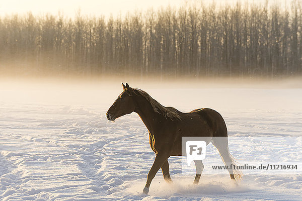 'A horse walking across a snow covered field in fog at sunrise; Cremona  Alberta  Canada'
